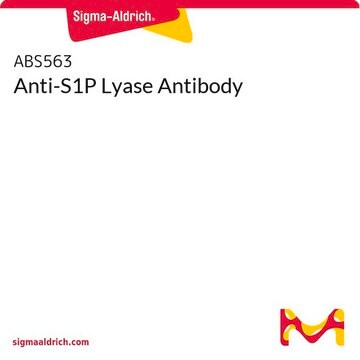 Anti-S1P Lyase Antibody
