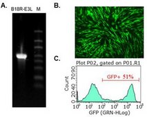 B18R-E3L RNA (human codon optimized for B18R and E3L) To strongly suppress more interferon responses than single B18R to enable more expression of a Simplicon® RNA or regular mRNA(s).