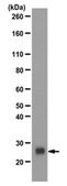 Anti-IL-12 alpha Antibody from rabbit, purified by affinity chromatography