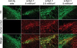 抗酪氨酸羟化酶抗体 Chemicon®, from rabbit