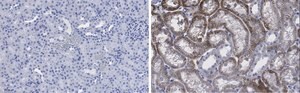 Anti-CD133 (Prominin-1) Antibody, clone 2F8, ZooMAb® Rabbit Monoclonal recombinant, expressed in HEK 293 cells