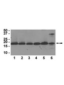 Anti-Histone H3 Antibody, CT, pan, clone A3S, rabbit monoclonal clone A3S, Upstate®, from rabbit