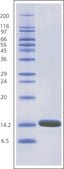 Lysozyme from chicken egg white BioUltra, lyophilized powder, ≥98% (SDS-PAGE), ≥40,000 units/mg protein