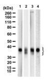 Anti-FOSL1 Antibody, clone 1D10 ZooMAb® Rabbit Monoclonal recombinant, expressed in HEK 293 cells