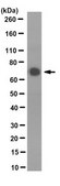 Anti-SOX9 Antibody, clone 4B7.1 clone 4B7.1, from mouse