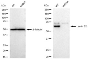 KD-Validated Anti Lamin B2 Antibody, clone 23GB2605, Rabbit Monoclonal clone 23GB2605, recombinant rabbit monoclonal, expressed in HEK293 cells
