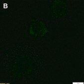 Anti-CXCL9/MIG Antibody, clone 1H13 ZooMAb® Rabbit Monoclonal recombinant, expressed in HEK 293 cells