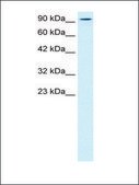 Anti-KIF5B (AB1) antibody produced in rabbit affinity isolated antibody