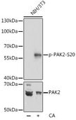 Anti-Phospho-PAK2-S20 antibody produced in rabbit
