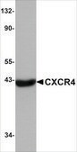 抗-CXCR4 兔抗 IgG fraction of antiserum, buffered aqueous solution