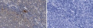 Anti-Thy-1(CD90) Antibody, clone 1I7 ZooMAb® Rabbit Monoclonal recombinant, expressed in HEK 293 cells