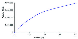 HDAC1, active, GST tagged human recombinant, expressed in baculovirus infected Sf9 cells, ≥70% (SDS-PAGE), buffered aqueous glycerol solution