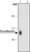 Anti-Parvalbumin antibody, Mouse monoclonal clone PARV-19, purified from hybridoma cell culture
