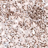 Monoclonal Anti-HIST1H2AG antibody produced in mouse Prestige Antibodies® Powered by Atlas Antibodies, clone CL5039, purified immunoglobulin, buffered aqueous glycerol solution
