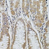 Anti-ALIX/PDCD6IP antibody produced in rabbit