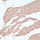 Anti-COX antibody produced in rabbit