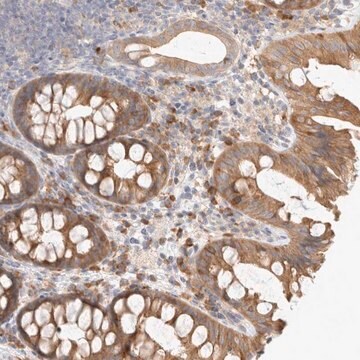 Anti-NEDD4L antibody produced in rabbit Prestige Antibodies® Powered by Atlas Antibodies, affinity isolated antibody, buffered aqueous glycerol solution