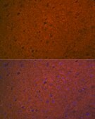 Anti-STX1A antibody produced in rabbit