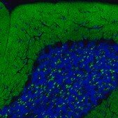 Monoclonal Anti-VGLUT1 antibody produced in mouse Prestige Antibodies® Powered by Atlas Antibodies, clone CL2754, purified immunoglobulin, buffered aqueous glycerol solution