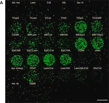 Anti-CD44 antibody produced in rabbit Prestige Antibodies® Powered by Atlas Antibodies, affinity isolated antibody, buffered aqueous glycerol solution
