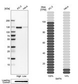 Anti-SMTN antibody produced in rabbit Prestige Antibodies® Powered by Atlas Antibodies, affinity isolated antibody, buffered aqueous glycerol solution