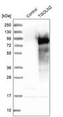 Anti-TGOLN2 antibody produced in rabbit Prestige Antibodies® Powered by Atlas Antibodies, affinity isolated antibody, buffered aqueous glycerol solution