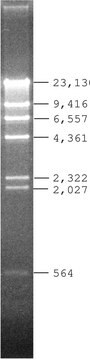 Lambda DNA Hind III 消化 for DNA electrophoresis
