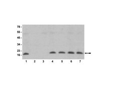 Anti-monomethyl-Histone H3 (Lys4) Antibody Upstate®, from rabbit