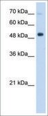 Anti-ISGF3G antibody produced in rabbit affinity isolated antibody