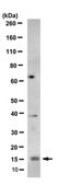 Anti-Histone H3.3 Antibody, clone 4H2D7 clone 4H2D7, 1 mg/mL, from rat