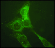 抗LAMP2 兔抗 affinity isolated antibody, buffered aqueous solution