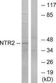 Anti-NTR2 antibody produced in rabbit affinity isolated antibody
