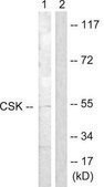 Anti-CSK antibody produced in rabbit affinity isolated antibody