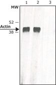 Anti-Mouse IgG (whole molecule)−Biotin antibody produced in rabbit IgG fraction of antiserum, buffered aqueous solution