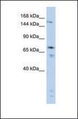 Anti-GRIN2B antibody produced in rabbit affinity isolated antibody