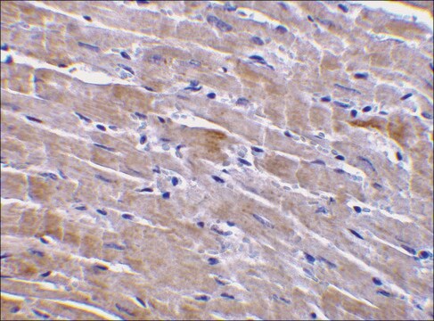 Anti-GFRα3 antibody produced in rabbit IgG fraction of antiserum, buffered aqueous solution