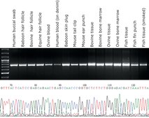 KAPA 快速浸提液 with PCR ReadyMix