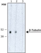 抗-β微管蛋白同种型 III 抗体，小鼠单克隆 小鼠抗 clone SDL.3D10, purified from hybridoma cell culture