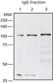 Anti-O-GlcNAc Transferase (TI-14) antibody produced in rabbit IgG fraction of antiserum, buffered aqueous solution