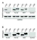 Monoclonal Anti-gammaTubulin antibody produced in mouse clone TU-32