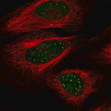Anti-Wrn Antibody Produced In Rabbit Prestige Antibodies® Powered by Atlas Antibodies, affinity isolated antibody, buffered aqueous glycerol solution
