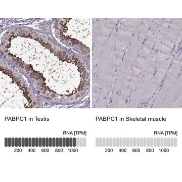 Anti-PABPC1 antibody produced in rabbit Prestige Antibodies® Powered by Atlas Antibodies, affinity isolated antibody, buffered aqueous glycerol solution