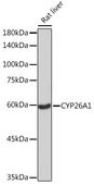 Anti-CYP26A1 antibody produced in rabbit