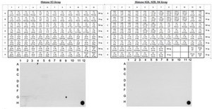 抗二甲基组蛋白H3（Lys79）抗体，克隆NL59，兔单克隆 culture supernatant, clone NL59, Upstate®