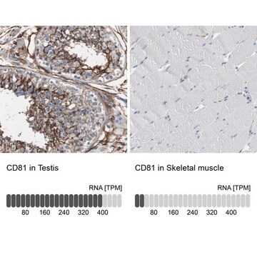 Anti-CD81 antibody produced in rabbit Prestige Antibodies® Powered by Atlas Antibodies, affinity isolated antibody, buffered aqueous glycerol solution