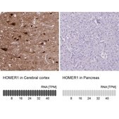 Anti-HOMER1 antibody produced in rabbit Prestige Antibodies® Powered by Atlas Antibodies, affinity isolated antibody, buffered aqueous glycerol solution