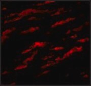 Anti-MATN1 antibody produced in rabbit affinity isolated antibody, buffered aqueous solution, ab1