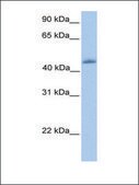 Anti-KLF4 antibody produced in rabbit affinity isolated antibody