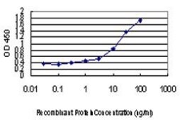 Monoclonal Anti-SMAD3 antibody produced in mouse clone 4D5, purified immunoglobulin, buffered aqueous solution