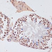 Anti-Histone H3 antibody produced in rabbit